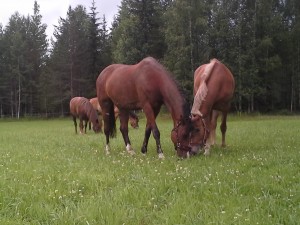 Hevoset laitumella, Kivikkolan tila